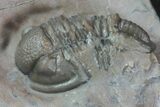 Unidentified Lichid Trilobite From Jorf - Belenopyge Like #86328-5